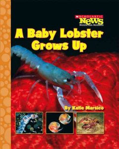 A Baby Lobster Grows Up Katie Marsico
