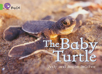 The Baby Turtle - PL-7060