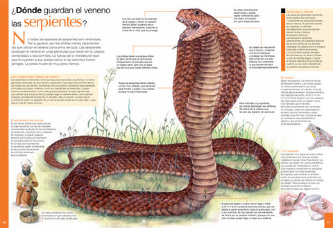 El abecŽ visual de los animales salvajes